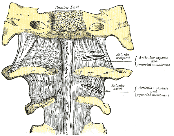 Атлантоаксиальные связки: анатомическая схема по Gray's Anatomy