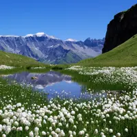 Весна в лавандовом мире