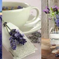 Лавандовая встреча