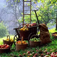 Как создать лесосад. Райский сад своими руками