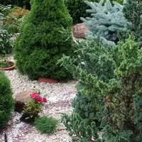 Виды хвойных растений и композиции из них