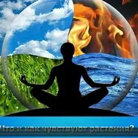 Как планировать совместные посадки и сроки работ в саду