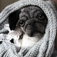 Построение выкройки и оформление тедди-питомца