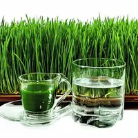 Проростки и микрозелень: что, где, когда