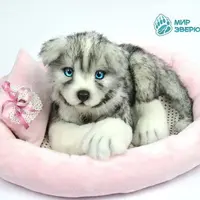Щенок Хаски в стиле натюр