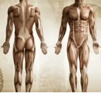 Практическое кинезиотейпирование