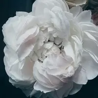 Пион из гофрированной бумаги