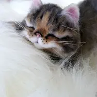 Живые Игрушки. Мастер-класс по созданию реалистичного кота