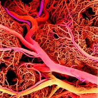 Антистарение сердца и сосудов