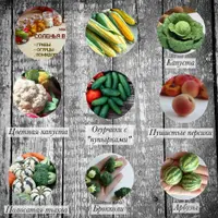 Овощи из полимерной глины