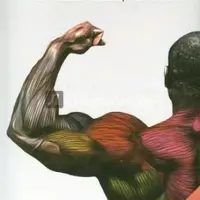 Гипертрофия скелетных мышц человека