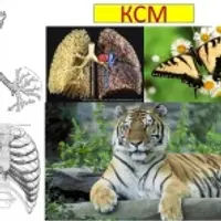 Видео-семинар «КСМ»