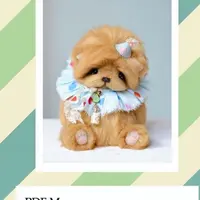 МК и выкройка Рыжий котенок