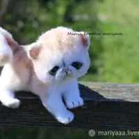 Подвижные котята