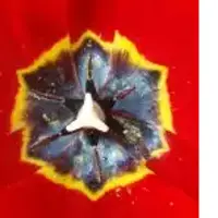 Волшебные картинки. Набор коррекционных программ Эксклюзив