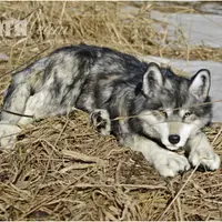Сшейте своего реалистичного волка