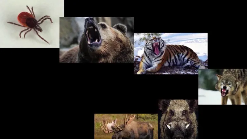 Самооборона от медведя и других опасных хищников при помощи оружия транскрибация + видео