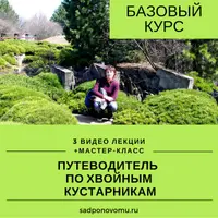 Путеводитель по хвойным кустарникам