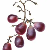 Матовые фрукты акварелью