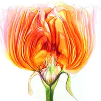 Ботаническая иллюстрация. Постер