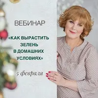 Как вырастить зелень в домашних условиях