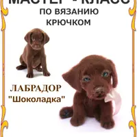 Лабрадор Шоколадка