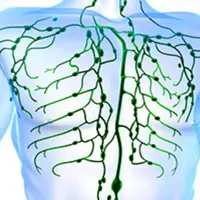 Тайны лимфатической системы