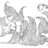 Дикие цветы и травы, линейный рисунок