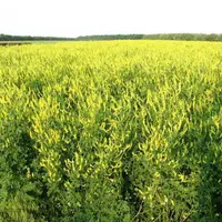 Как создать медовый конвейер 10-30 гектар и от 3000 кг мёда