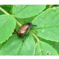 Защита растений