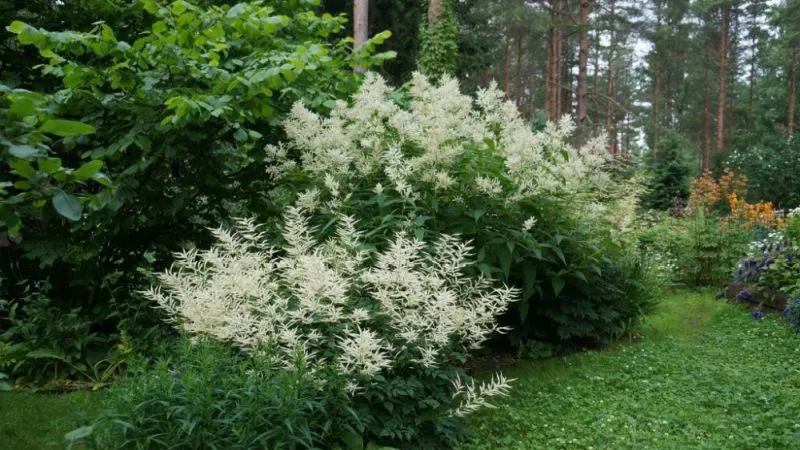Спасительные многолетники