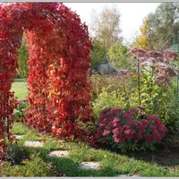 Лианы и Многолетники-гиганты