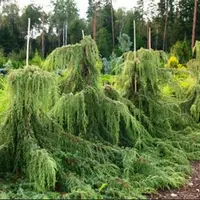 Садовые стилизации