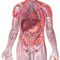 Анатомия человека