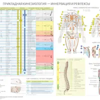Плакат "Иннервация и Рефлексы"
