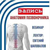 Анатомия позвоночника