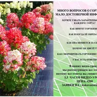 Все о гортензии