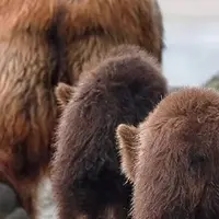 Дробные карты. Занятие 4. Дашамша