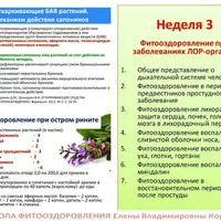 Фитооздоровление при заболеваниях ЛОР-органов