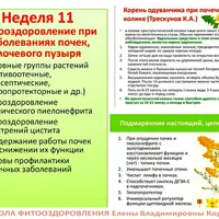 Фитооздоровление при заболеваниях почек, мочевого пузыря