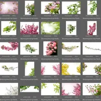 Набор весенних оверлеев. Цветущие ветви