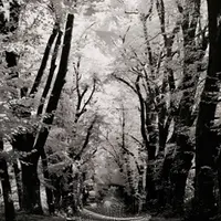 Шаманское Дерево