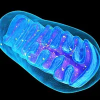 Митохондриальное здоровье как основа долголетия