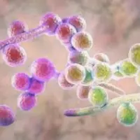 Стоп-кандида