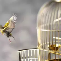 Освобождение от созависимости