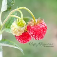 Малина из полимерной глины