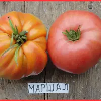 Помидорное изобилие