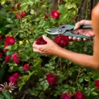 Кустарники, газон и выращивание роз