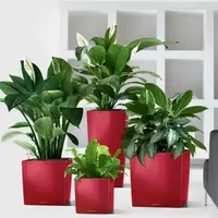 Герань, не вянь!