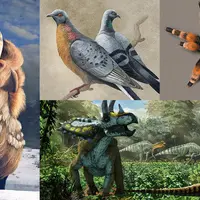 Иллюстрации животных в Procreate